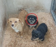 경북 청송 주왕산면에서 강아지 발견 보호