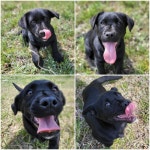 경북 경주시 석현로에서  라브라도 리트리버 발견 보호