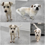 경북 경주시 용황에서 강아지 발견 보호