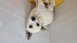 충남 논산시 왕릉로에서 강아지 발견 보호