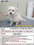 경기 가평 스테이어게인67에서 강아지 발견 보호