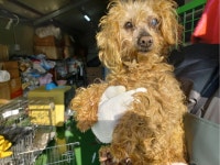 경남 진주시 개양로 247에서 푸들 발견 보호