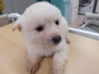 경남 양산시 웅비공단길22에서 강아지 발견 보호