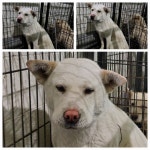 경기 남양주시 진건읍에서 강아지 발견 보호