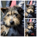 경기 남양주시 화도읍에서 강아지 발견 보호