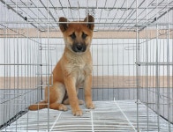 경기 이천시 부발읍에서 진돗개 발견 보호