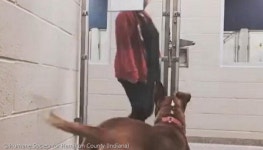 지나가는 사람들 보고 웃으며 꼬리 흔드는 강아지..평생 가족이 돼주세요