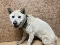 전남 순천시 유흥리에서 강아지 발견 보호