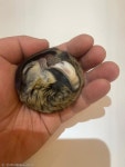고양이 커뮤니티에서 고양이보다 더 화제가 된 생명체