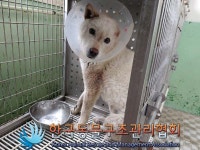 경기 포천시 관인면에서 강아지 발견 보호