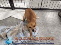 경기 구리시 검배로84번길에서 강아지 발견 보호