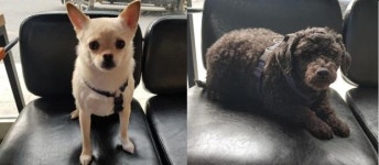 사라진 세입자가 놓고간 푸들과 치와와