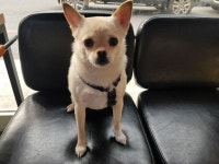 사라진 세입자가 놓고간 푸들과 치와와