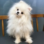 경기 부천시 옥길 호반베르디움에서 포메라니안 발견 보호