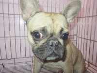 부산 사상 대동로에서  프렌치 불독 발견 보호