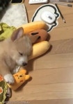 공부하는 주인 옆에서 열심히 꿈나라 여행 중인 아기 강아지