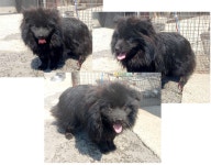 전남 여수시 봉두에서 강아지 발견 보호