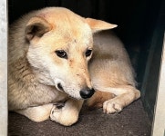 경남 마산시 진동면에서 강아지 발견 보호