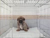 경기 여주시 흥천면에서 강아지 발견 보호