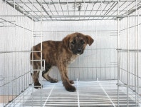 경기 여주시 금사면에서 강아지 발견 보호