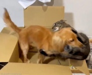 상자 빼앗으려 덤빈 고양이...강아지는 내 사랑이 왔댕!