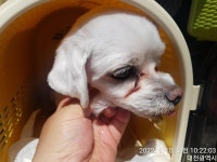 대전 대덕 덕암로 195번길에서 말티즈 발견 보호