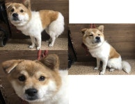 부산 연제 연제로에서 강아지 발견 보호