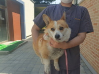 강원 춘천시 칠전서길에서  웰시 코기 펨브로크 발견 보호