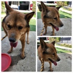 경기 남양주시 오남읍에서 강아지 발견 보호