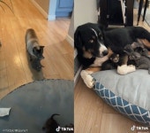 출산한 어미냥이 육아휴식 시켜준 강아지..내가 대신 돌봐줄개!