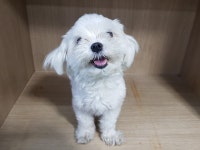 경기 광주시 경안동에서 말티즈 발견 보호