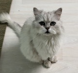 광주 서구 농성동에서 페르시안 고양이 발견 보호