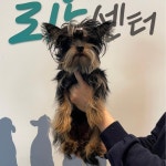 서울 강동구 성내동 GS성내베스트점 인근에서 요크셔 테리어 발견 보호