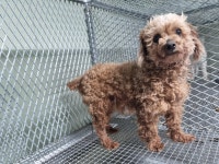 부산 사하 감천에서  푸들 발견 보호