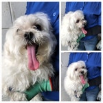 경기 남양주 진접읍에서  말티즈 발견 보호