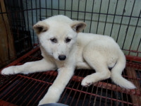 전북 전주 기린사에서 강아지 발견 보호