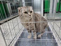 경기 고양 화정동에서  스코티시폴드 발견 보호