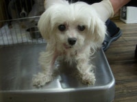 경기 오산 성호대로141에서  말티즈 발견 보호