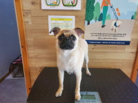 전북 전주 프렌즈동물병원 뒷문에서  퍼그 발견 보호