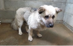 전북 군산 양촌1길에서 강아지 발견 보호