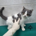 동물병원 앞에 버리고간 어린 품종묘