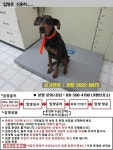 경기 가평 남이주택(가평읍)에서  도베르만 발견 보호