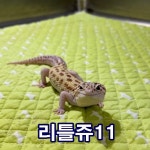 울산 남구 신정현대홈타운에서 레오파드게코 도마뱀 발견 보호