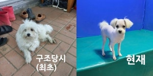 경북 경산 진량에서  말티즈 발견 보호