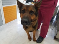 경기 광주시 오포읍 매산리에서 셰퍼드 발견 보호