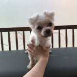 경기 부천 경원빌라에서  말티즈 발견 보호