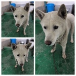 경기 남양주 화도읍에서 진돗개 발견 보호