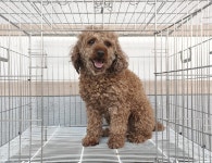 경기 여주 가남읍에서  푸들 발견 보호