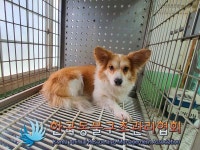 서울 송파구 풍납동에서 강아지 발견 보호