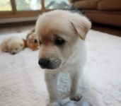 경기도, 슬기로운 개(犬)인(人)생활 프로그램 운영